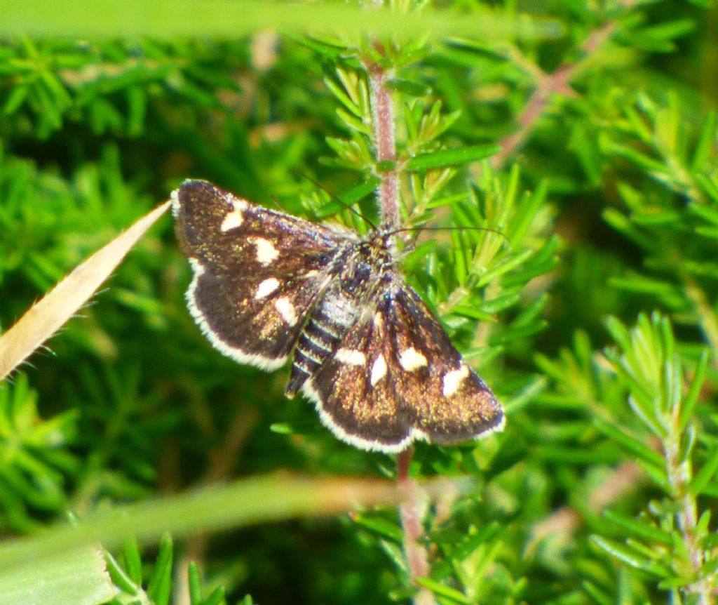 Pyrausta despicata e Eurrhypis pollinalis (Crambidae)